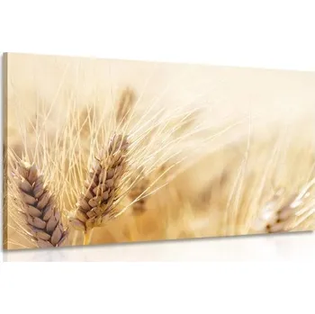 Obraz Dovido Obraz pšeničné pole
