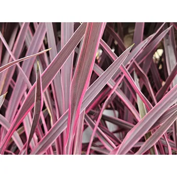 Sazenice Dračinka jižní 'Pink Passion' Balení: kontejner p19