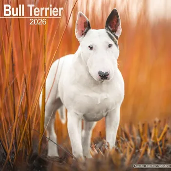 Kalendář Kalendář 2026 Bull Terrier