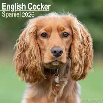 Kalendář Kalendář 2026 English Cocker Spaniel