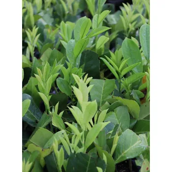 Sazenice Bobkovišeň lékař. 'Rotundifolia'- bal 30 ks 30-60 cm Ko1l