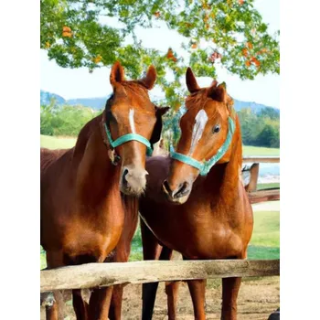 Diamantové malování Diamantové malování/Homfun - Koně u ohrady