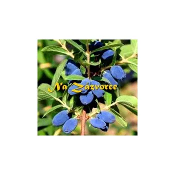 Sazenice Zimolez kamčatský ´Honeybee´ (Lonicera kamtschatica ´Honeybee´)