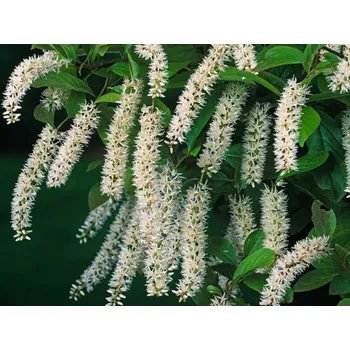 Sazenice Itea viržinská 'Henry's Garnet' Balení: kontejner p9