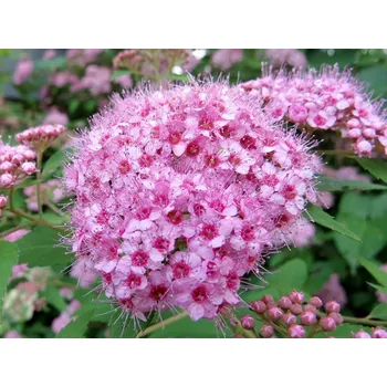 Sazenice Tavolník břízolistý Pink Sparkler 'Courispi01' Balení: kontejner p9