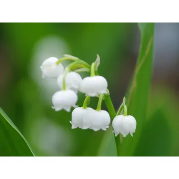 Sazenice Konvalinka vonná 'Hardwick Hall' - Convallaria majalis 'Hardwick Hall' Balení: kontejner p12