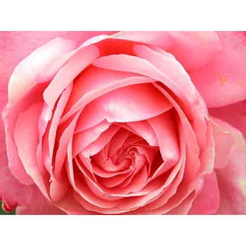 Sazenice Růže 'Rosanna®' Balení: speciální balení