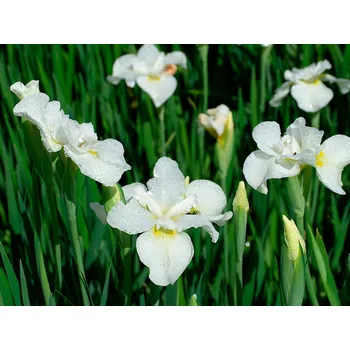 Sazenice Kosatec sibiřský 'Gull's Wing' - Iris sibirica 'Gull's Wing' Balení: kontejner p12