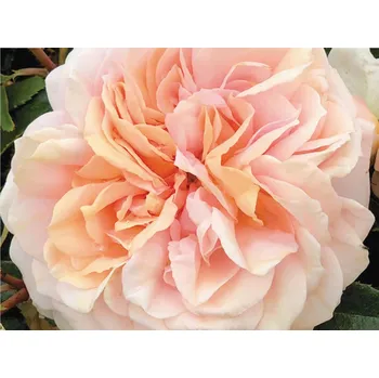 Sazenice Růže 'Garden of Roses®' Balení: speciální balení