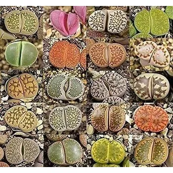 Semeno Lithops Mix Živé kameny 15 ks