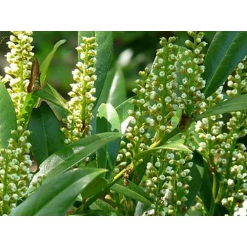 Sazenice Bobkovišeň lékařská 'Otto Luyken' Balení: kontejner p9