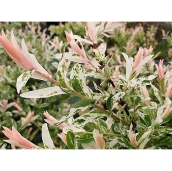 Sazenice Vrba 'Hakuro-Nishiki' Balení: kontejner p9