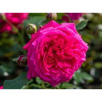 Růže 'Laguna®' Balení: speciální balení Rosa 'Laguna®'