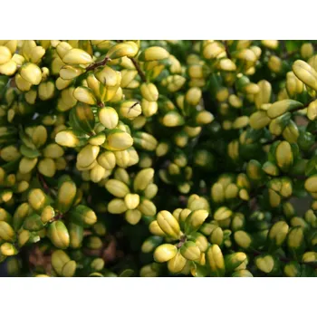 Sazenice Cesmína vroubkovaná 'Convexed Gold' Balení: kontejner p9