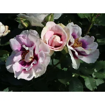 Vibrátor Růže 'See You In Purple®' Balení: speciální balení