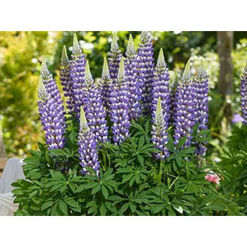 Sazenice Lupina Lupinova 'Cierra' - Lupinus Lupinova 'Cierra' Balení: kontejner p12