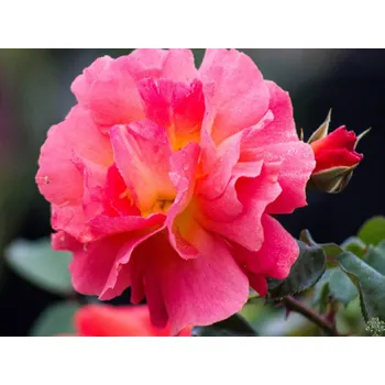 Sazenice Růže 'Morning Sun®' Balení: speciální balení