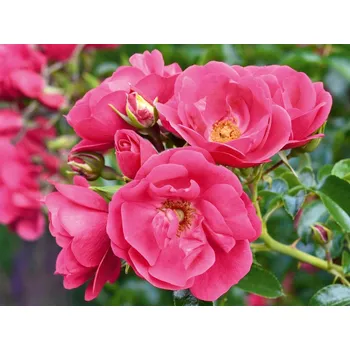 umělá květina Růže 'Heidetraum Plus®' Balení: speciální balení