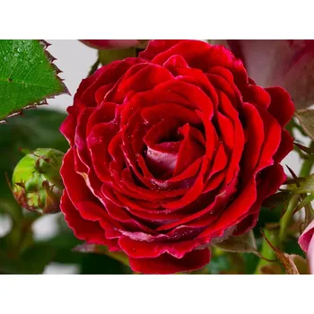 Sazenice Růže 'Schöne Koblenzerin®' Balení: speciální balení