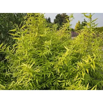 Sazenice Vrba sachalinská 'Golden Sunshine' Balení: kontejner p12