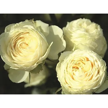 Sazenice Růže 'Lemon Rokoko®' Balení: speciální balení