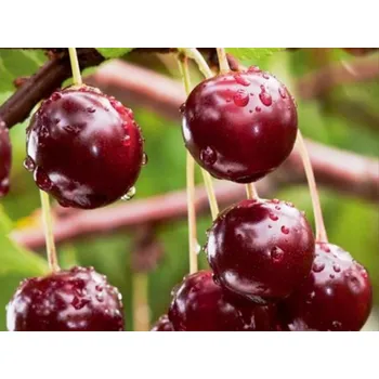 Sazenice Višeň keřová 'Carmine Jewell' - kontejner Balení: kontejner p9
