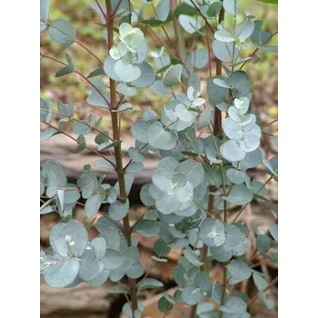 Sazenice Eucalyptus cinerea 'Silver Dollar'