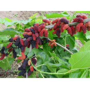 Sazenice Morus 'Gerardii's Dwarf' - zakrslá odrůda moruše