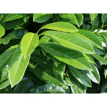 Sazenice Bobkovišeň lékařská 'Herbergii' Balení: kontejner p9