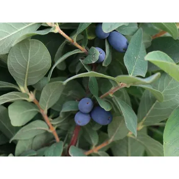 Sazenice Zimolez kamčatský 'Blue Moon' Balení: kontejner p9