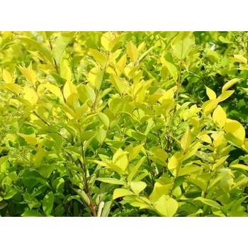 Sazenice Ptačí zob obecný 'Vicaryi' Balení: kontejner p9