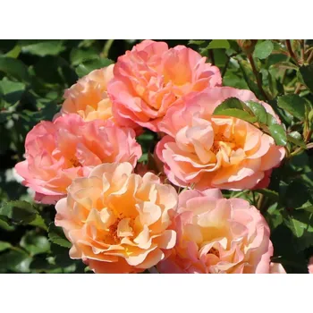 Sazenice Růže 'Cubana®' Balení: speciální balení