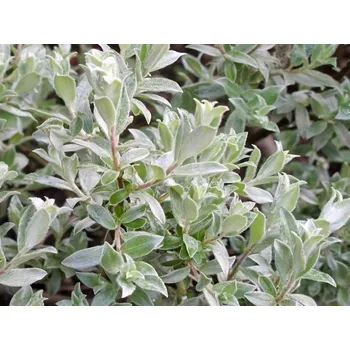 Sazenice Vrba švýcarská Balení: kontejner p9