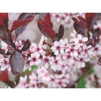 Sazenice Slivoň cistena - kontejner Balení: kontejner C2