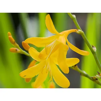 Sazenice Montbrécie 'George Davidson' - Crocosmia 'George Davidson' Balení: kontejner p9