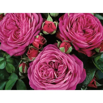 umělá květina Růže 'Heidi Klum Rose®' Balení: speciální balení