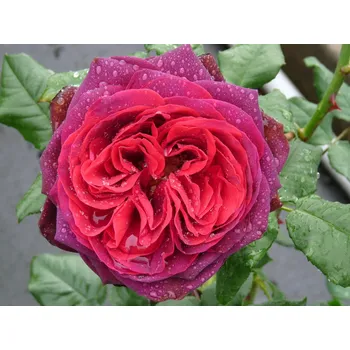 umělá květina Růže 'Astrid Gräfin von Hardenberg' Balení: speciální balení