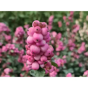 Sazenice Pámelník Doorenbosův 'Symphony Rumble' PBR Balení: kontejner p9