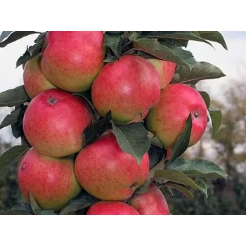 Sazenice Jabloň sloupovitá 'Valiuta' - kontejner Balení: kontejner C5, Podnož: MM106