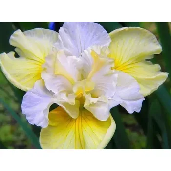 Sazenice Kosatec sibiřský 'Yellow Tail' - Iris sibirica 'Yellow Tail' Balení: kontejner p12