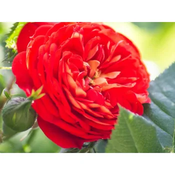 umělá květina Růže 'Carmen Starlet Rose®' Balení: speciální balení