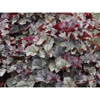 Sazenice Dlužicha 'Northern Exposure Silver' - Heuchera 'Northern Exposure Silver' Balení: kontejner p12