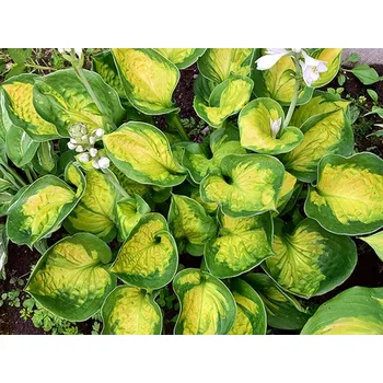 Sazenice Bohyška 'Sunset Grooves' - Hosta 'Sunset Grooves' Balení: kontejner p12