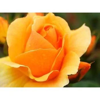 Sazenice Růže 'Hansestadt Rostock®' Balení: speciální balení