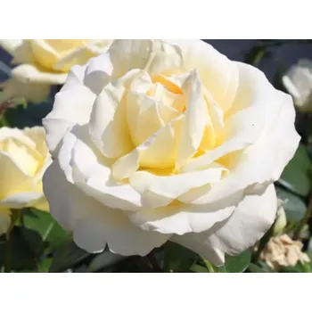 umělá květina Růže 'La Perla®' Balení: speciální balení