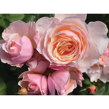 Sazenice Růže 'Moonlight®' Balení: speciální balení