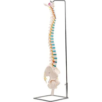 Anatomický model lidské páteře s pánví 88 cm