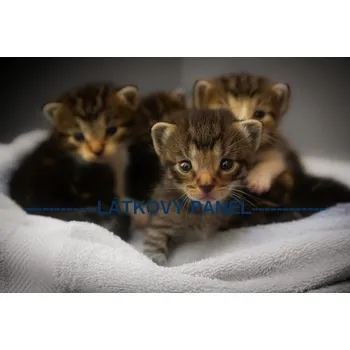 Látkový panel - Kočka - KČ-14 Velikost: 20x13cm, Materiál: Kočárkovina