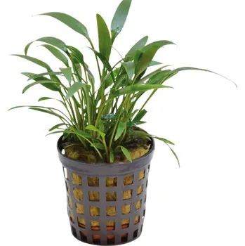 Akvarijní rostlina Aquafleur cryptocoryne amicorum rostlina v 5 cm květináči