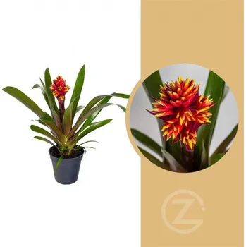 Sazenice Bromélie, Guzmania Mixxta, žluto - červená